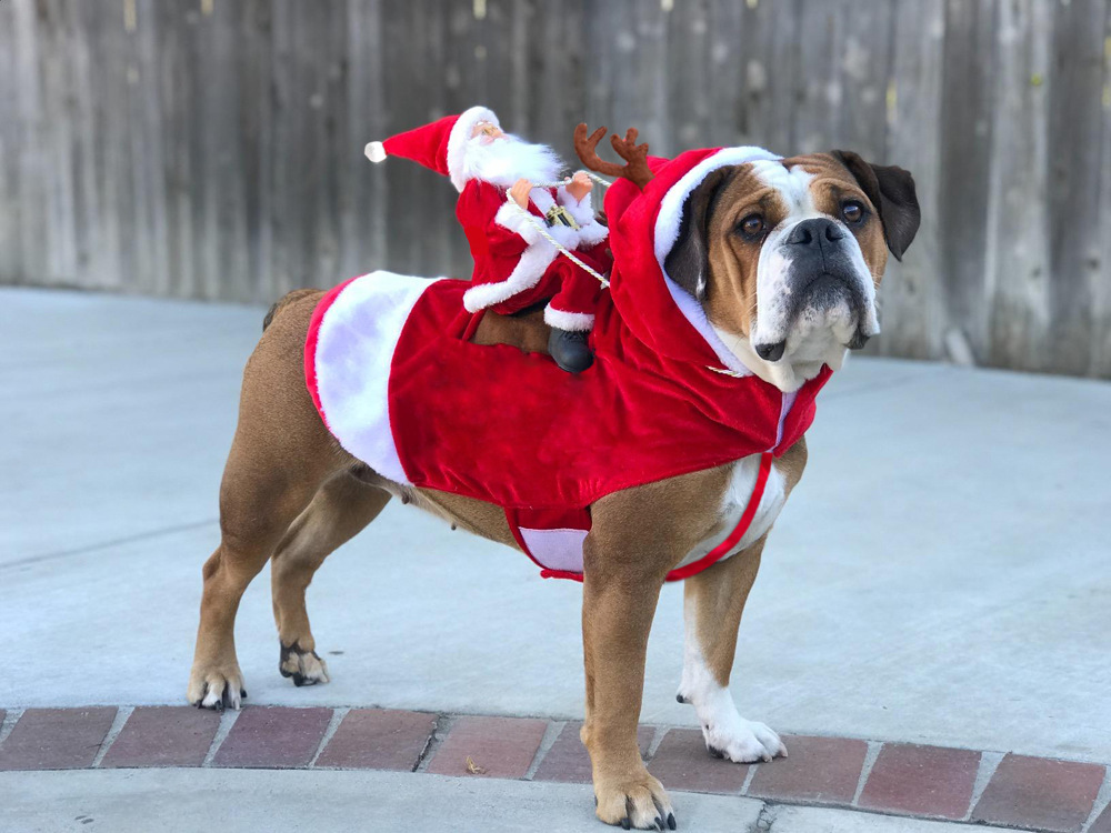 Sigue estos consejos antes de vestir a tu mascota en Navidad